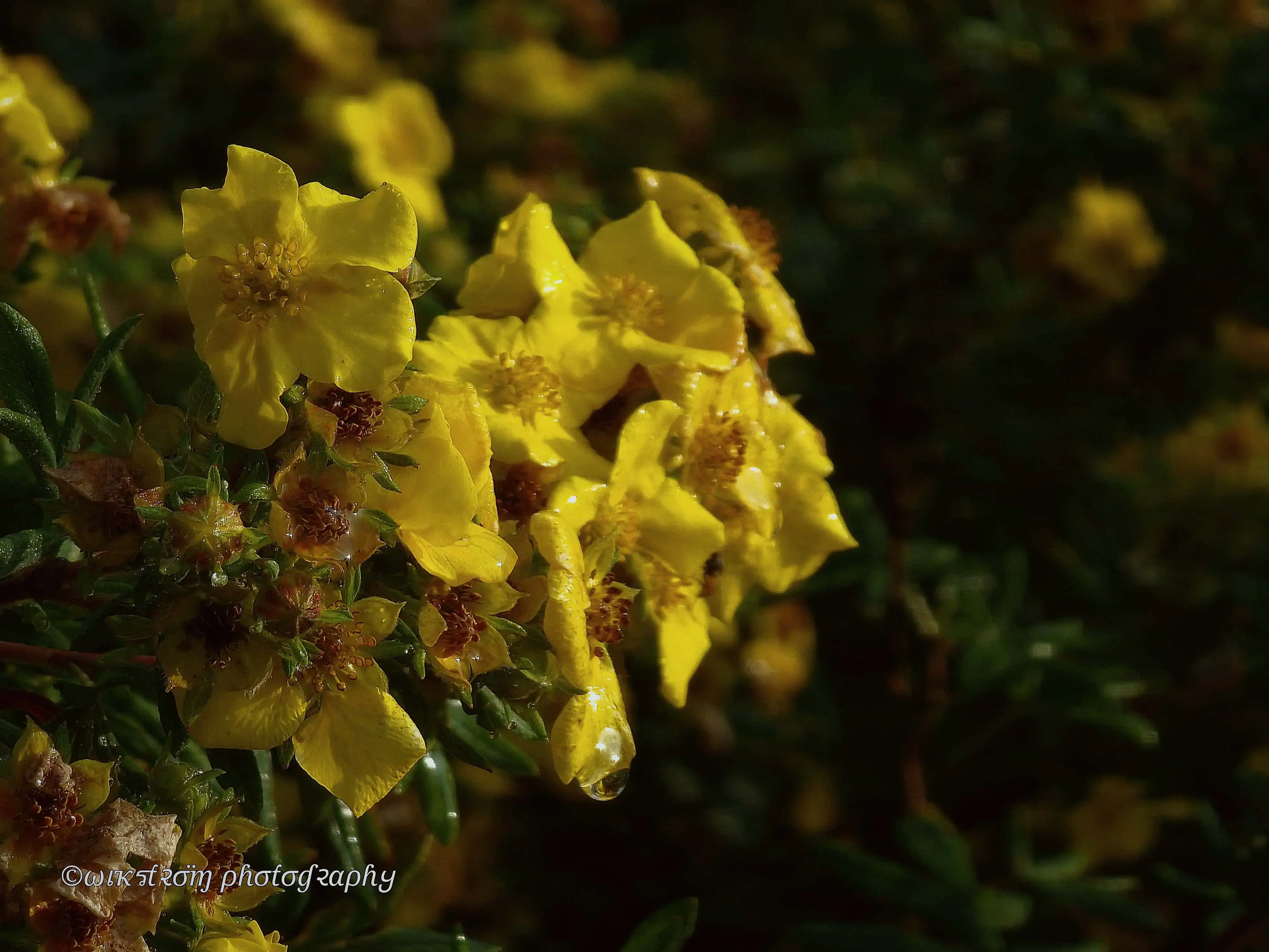 Yellow flowers.