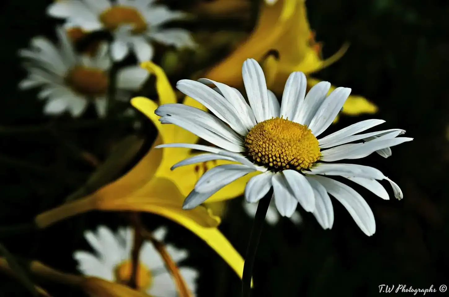 White and yellow flowers.